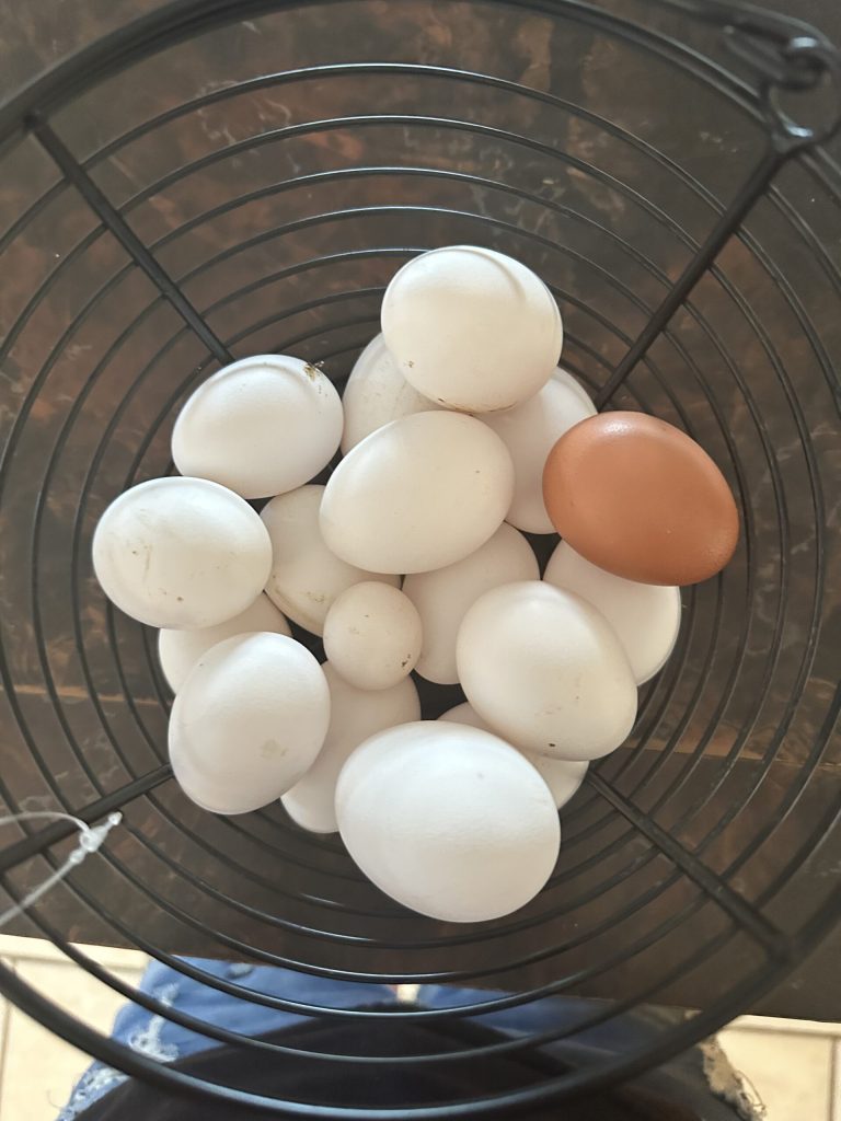 Eggs from the lodge