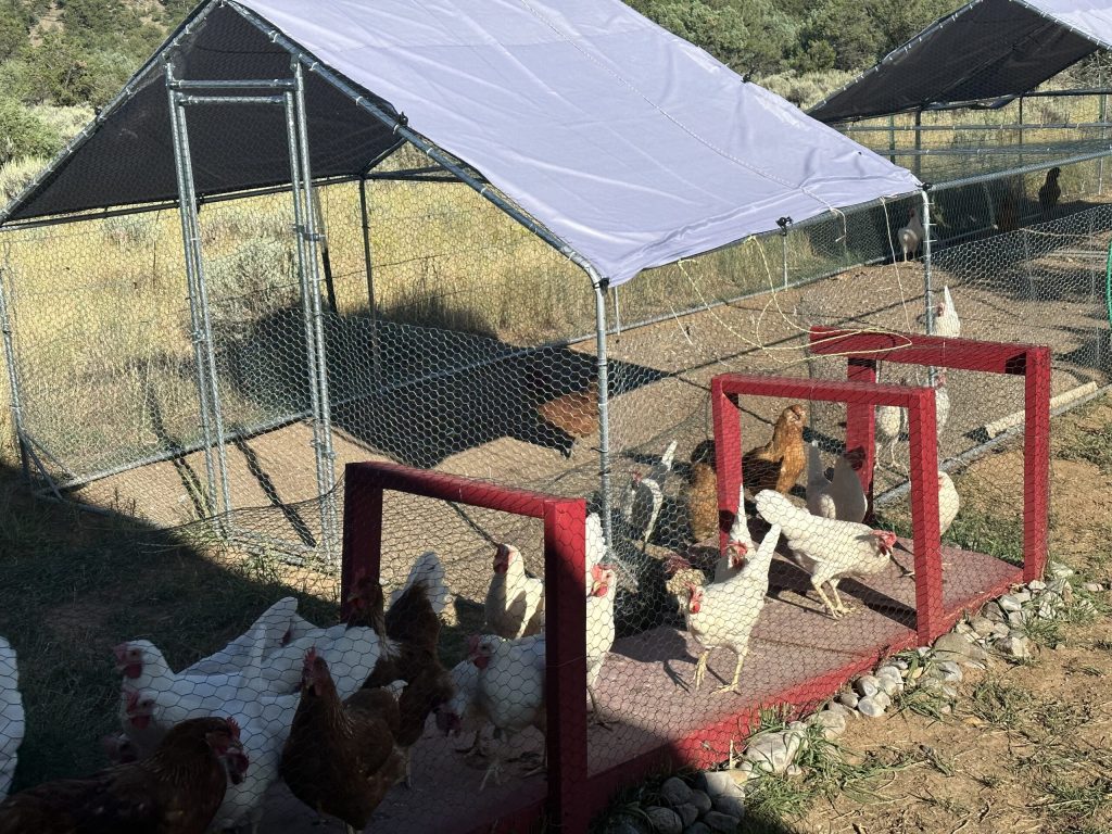 Chickens on the lodge image